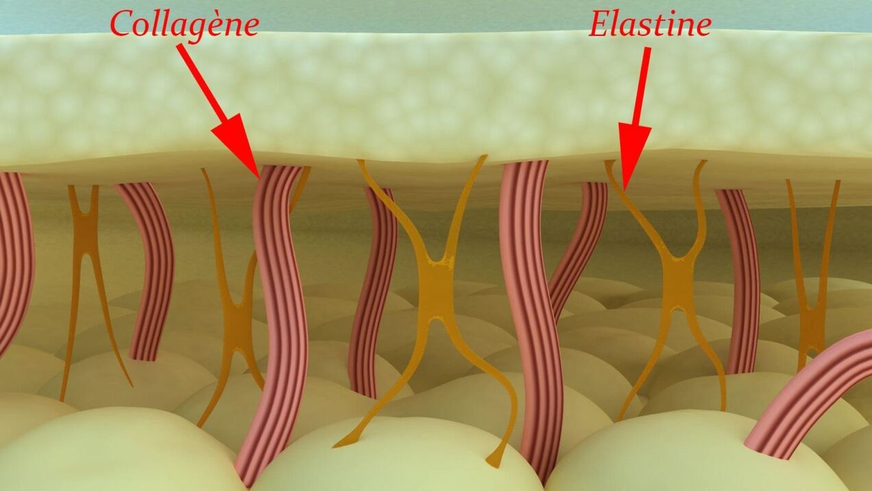 皮肤的胶原蛋白和弹性蛋白结构蛋白。